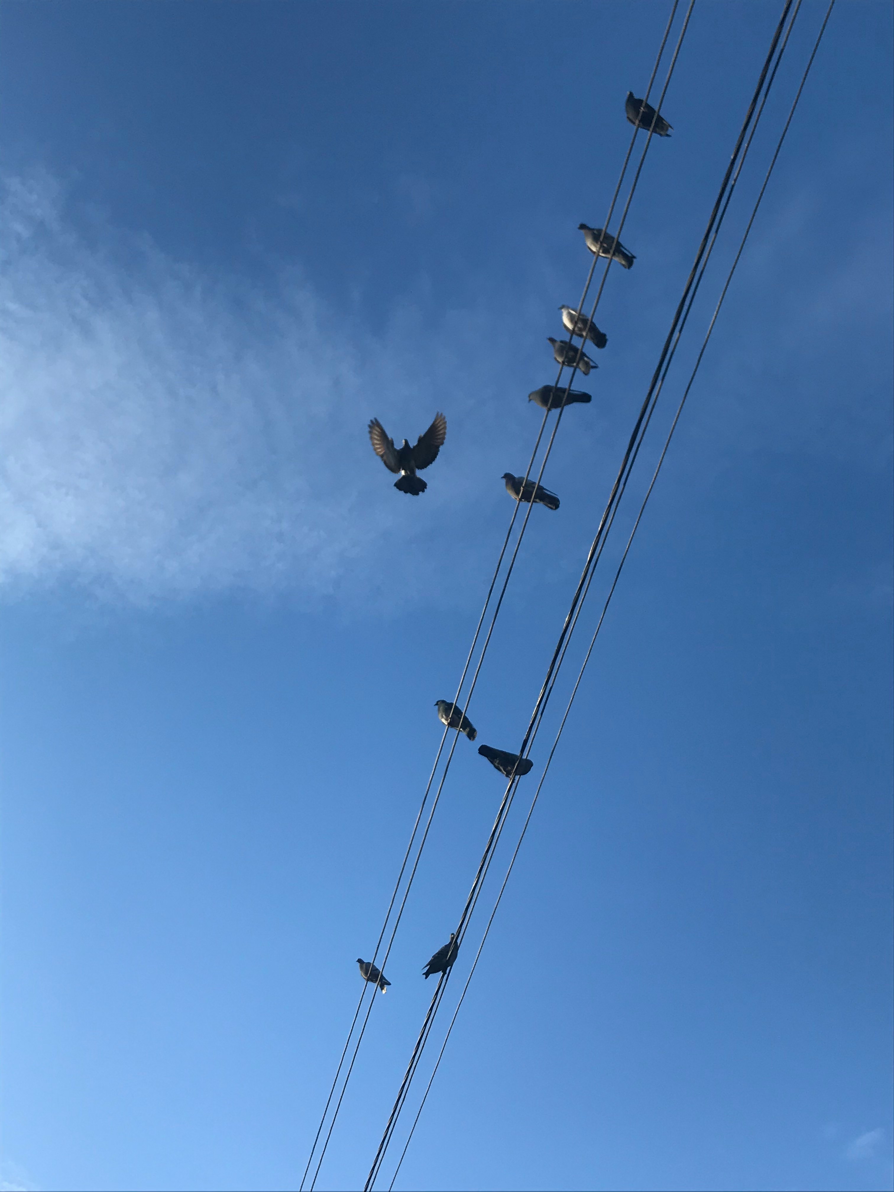 Team AI Implementation